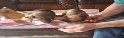 Dwergteckel honden te koop: Dwergteckel in Achtmaal - Advertentie 7