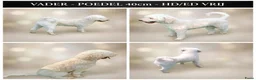 Labradoodle honden te koop: Labradoodle puppie's Teefjes 💖💖 - Advertentie 6
