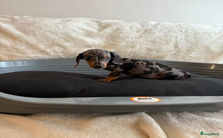 Teckel (korthaar)  honden Lieve dwerg teckels klaar voor liefde vol maandje. - Advertentie 6