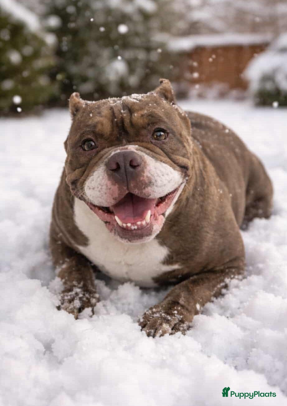 Engelse Bulldog honden mooie new engels bulldog - Advertentie 3