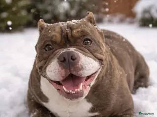 Engelse Bulldog honden mooie new engels bulldog - Advertentie 3