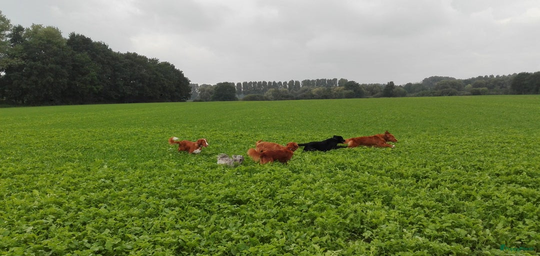 Galerij afbeelding {{count}}