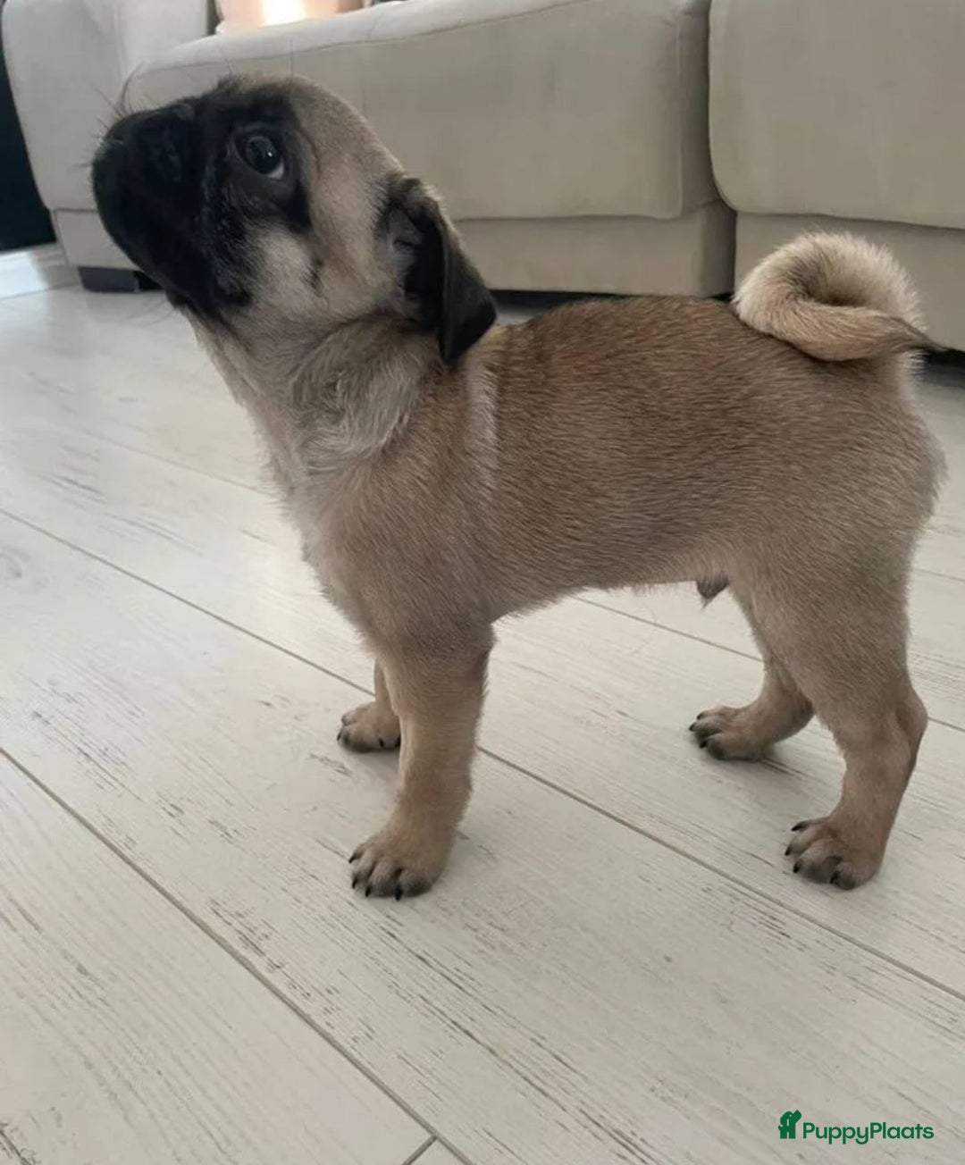 Mopshond honden te koop: Mopshond pups - Advertentie 3