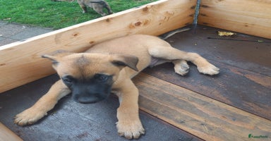 Mechelse Herder honden - Advertentie 1