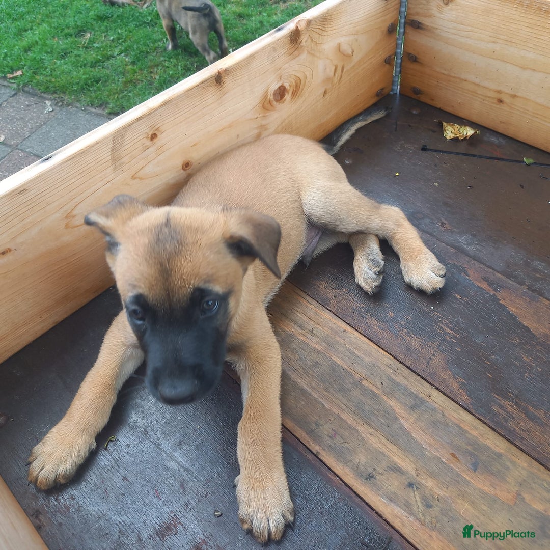 Mechelse Herder honden te koop: Puppy's Mechelse herder - mogen naar nieuw huisje - Afbeelding 4