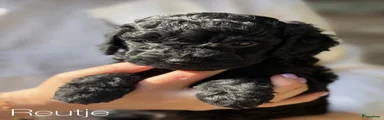 Cockapoo 1