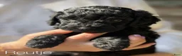 Cockapoo honden te koop: Lieve midi Cockapoo pups zoeken fijn thuis - Advertentie 26