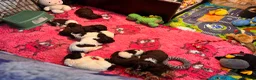 Spaanse Waterhond honden te koop: Spaanse Waterhond pups - Advertentie 23