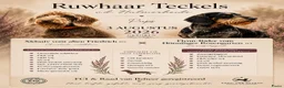 Ruwhaar Teckel honden te koop: Standaard Ruwharige Teckelpups met FCI stamboom  - Advertentie 2