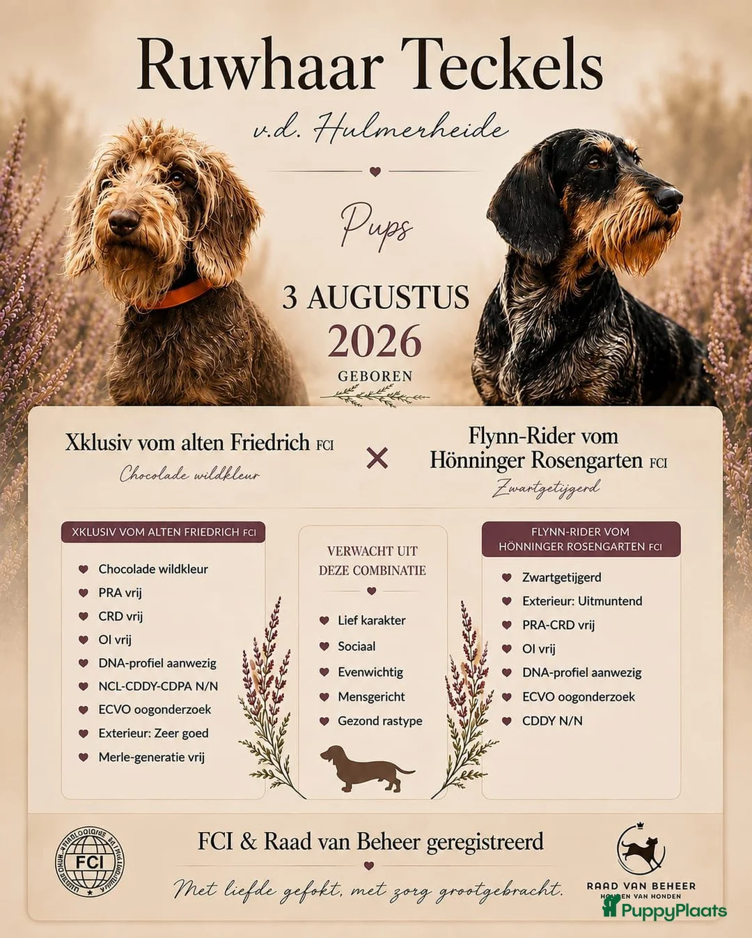 Ruwhaar Teckel honden te koop: Standaard Ruwharige Teckelpups met FCI stamboom  - Advertentie 2