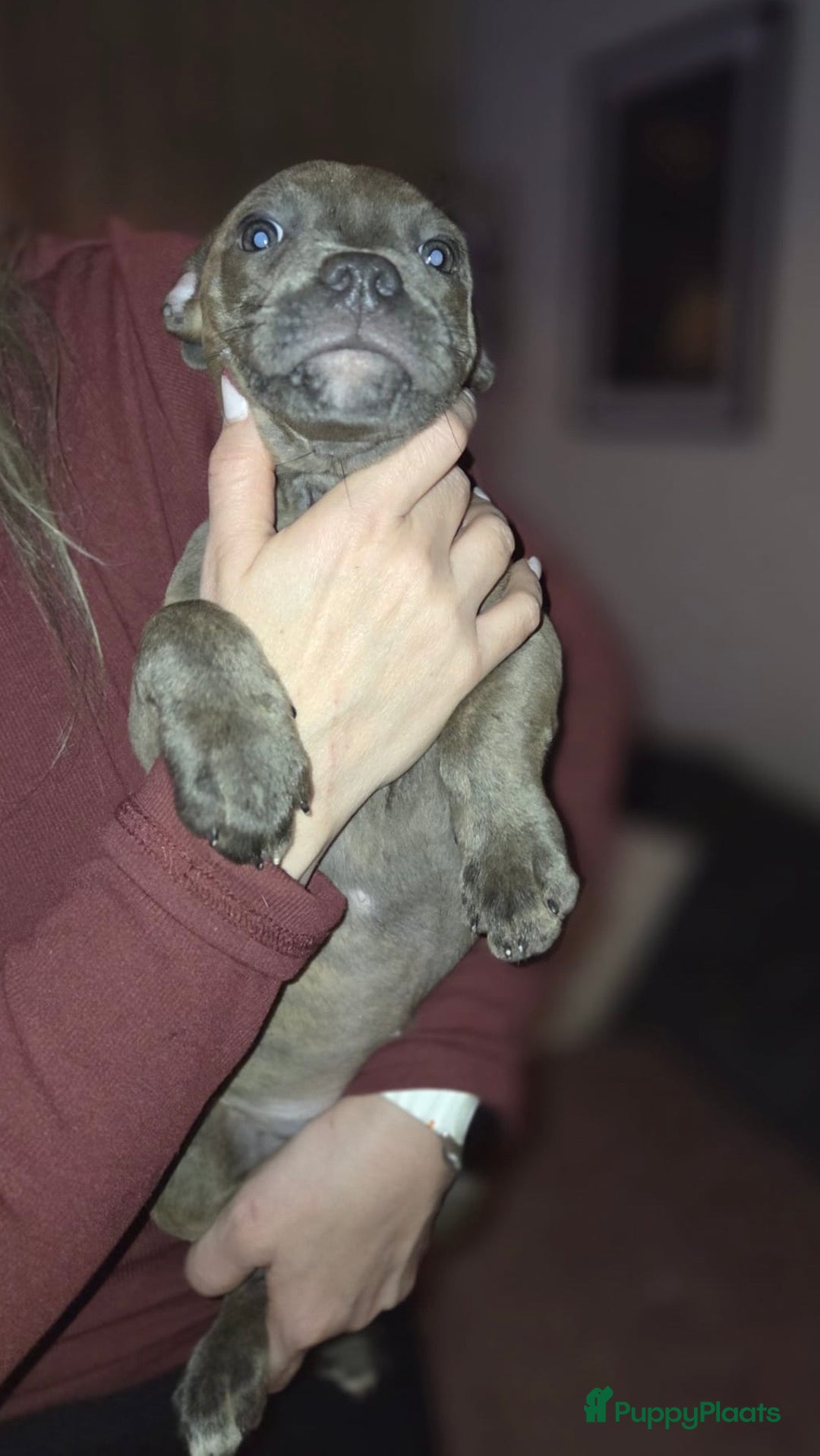 Kruising honden te koop: Pitbull x Cane Corso x Old English Bulldog puppies - Advertentie 14