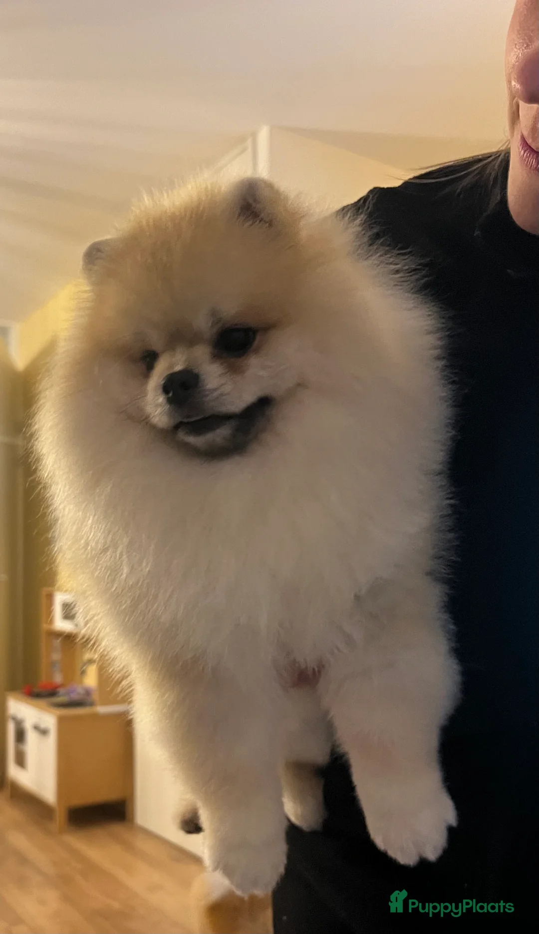 Pomeriaan honden ter dekking: Pomeranian dekreu!  in Bergeijk - Advertentie 2