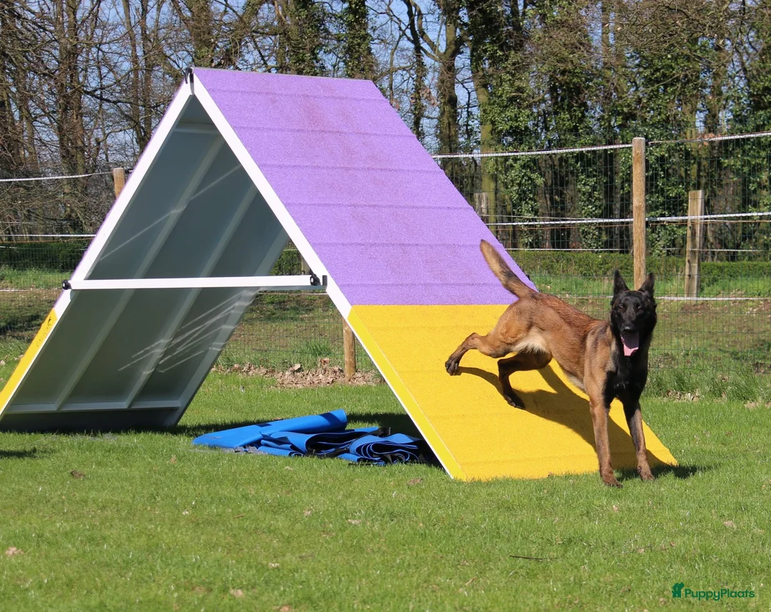 Mechelse Herder honden te koop: Mechelse herder teef  - Advertentie 2