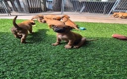 Rhodesian Ridgeback honden te koop: Rhodesian Ridgeback pups in Bentveld - Afbeelding 7