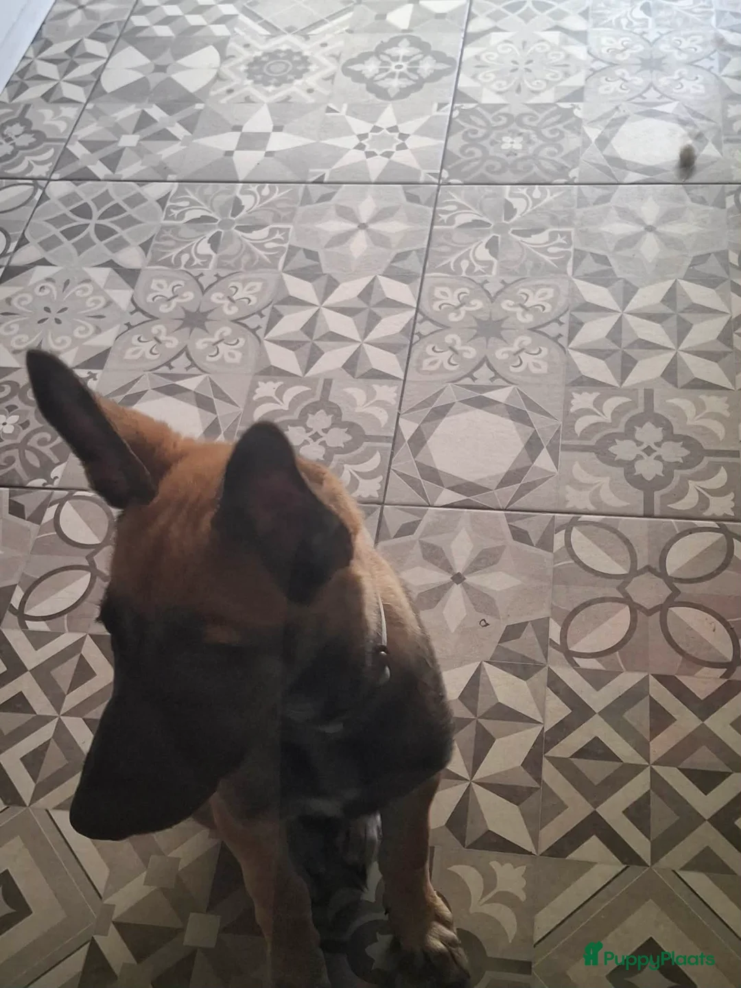 Kruising honden te koop: Mechelaar husky reu  - Advertentie 1