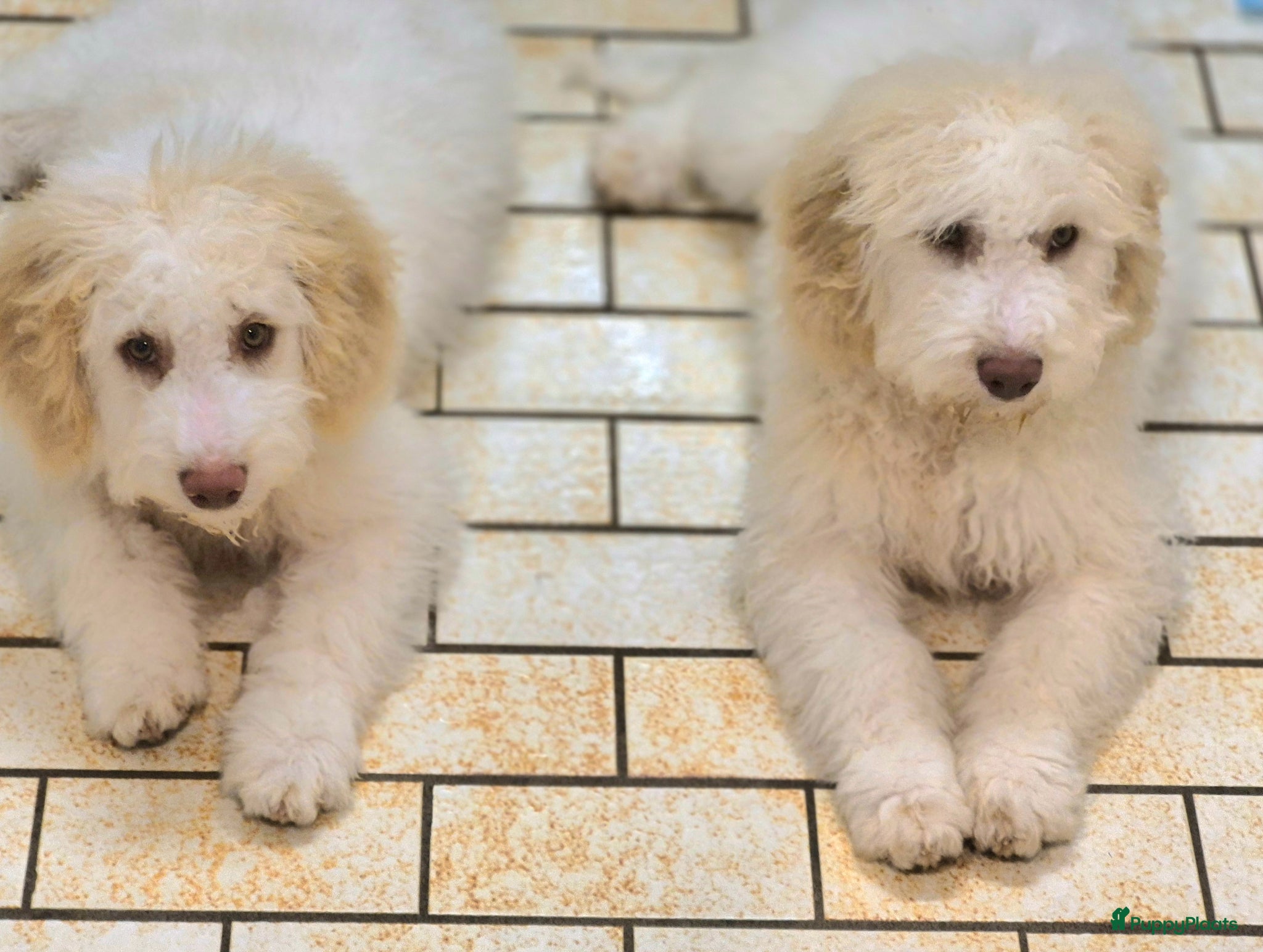 Lagotto Romagnolo honden İtaliaanse Waterhond - Lagotto Romagnolo pupies - Advertentie 1