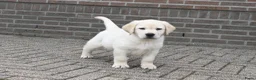 Labrador Retriever honden te koop: Knappe Labrador pups met stamboom ! - Advertentie 11