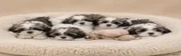 Boomer honden te koop: Super mooie boomer pups. Shih tzu  - Advertentie 26