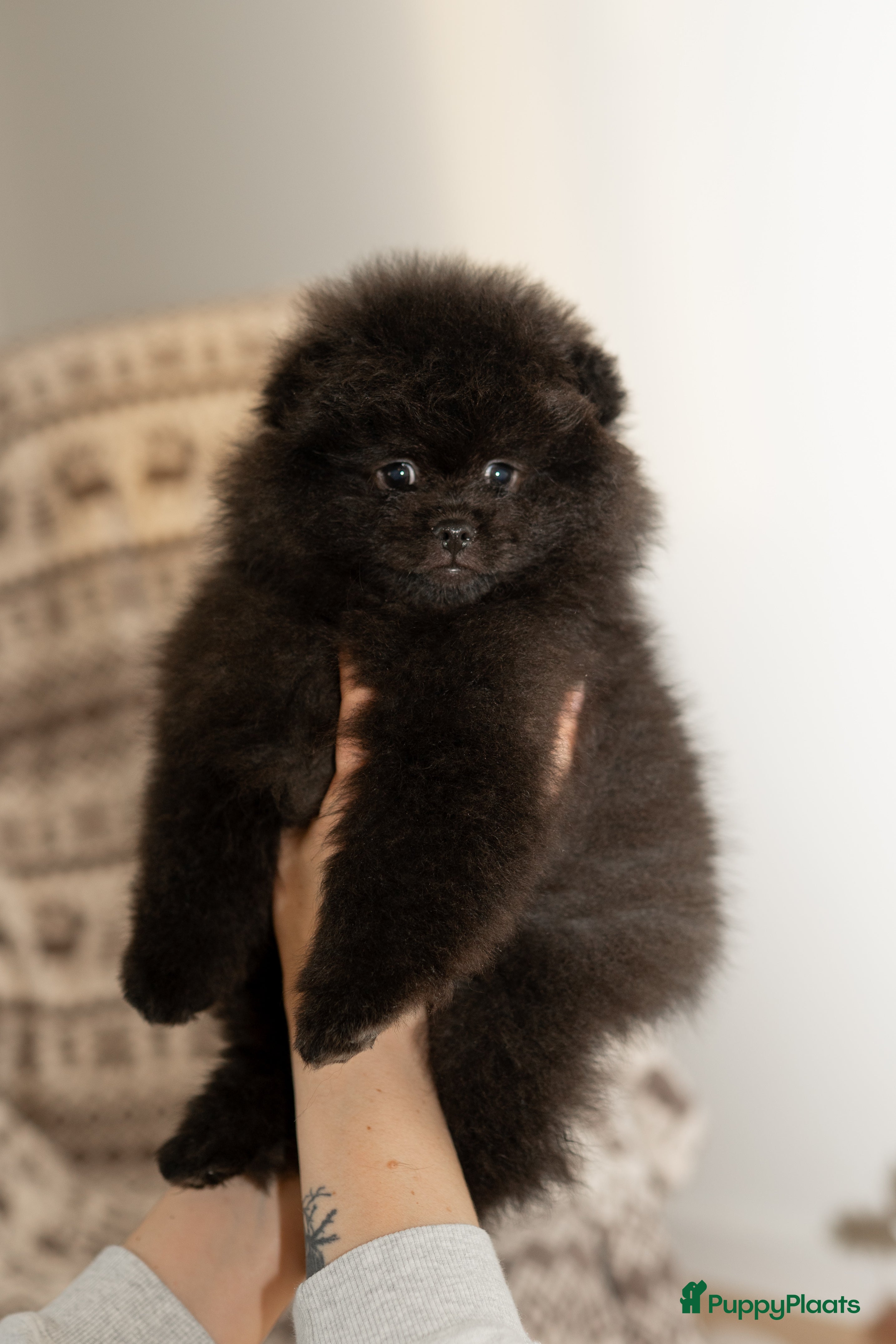 Pomeriaan honden 🌸 3.	Luxe Pomeranian pups 🌸 - Advertentie 2