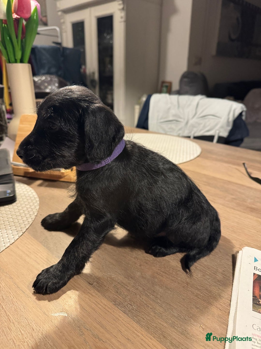 Kruising honden te koop: Foxdoodle puppies te koop (Foodle) - Advertentie 8