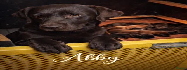 Abby 