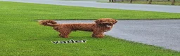 Labradoodle honden te koop: Mooie blonde Labradoodle 🐶 pups.  - Advertentie 11