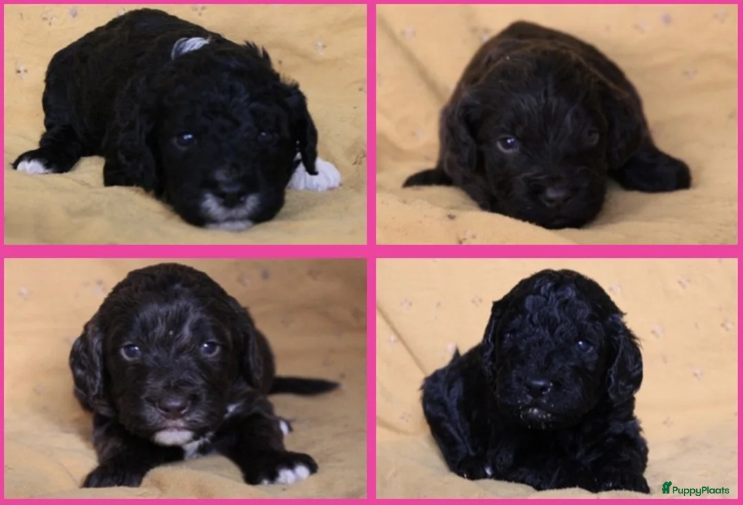 Barbet honden te koop: Barbet pups - Advertentie 2