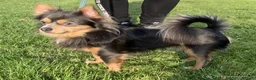 Chihuahua honden ter dekking: Grijze chihuahua Dekreu in Gendt - Advertentie 2