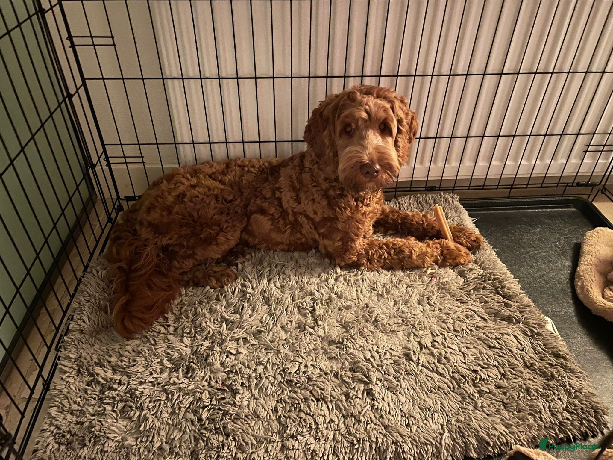 Australian Labradoodle honden Stabiele pups te koop - Advertentie 10