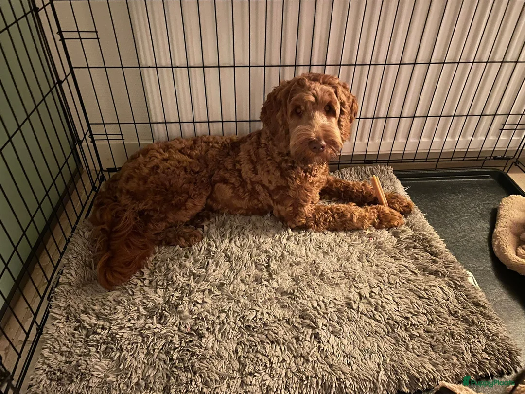 Australian Labradoodle honden te koop: Stabiele pups te koop in Arnhem - Advertentie 1