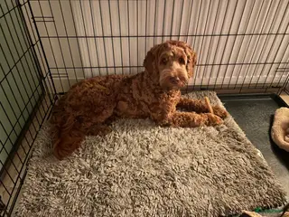 Australian Labradoodle honden Stabiele pups te koop - Advertentie 10