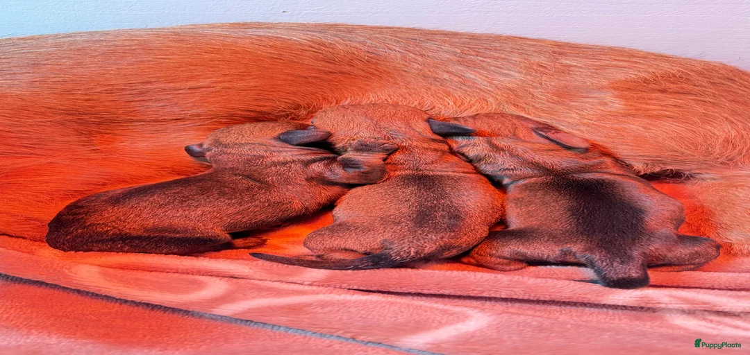 Galerij afbeelding {{count}}