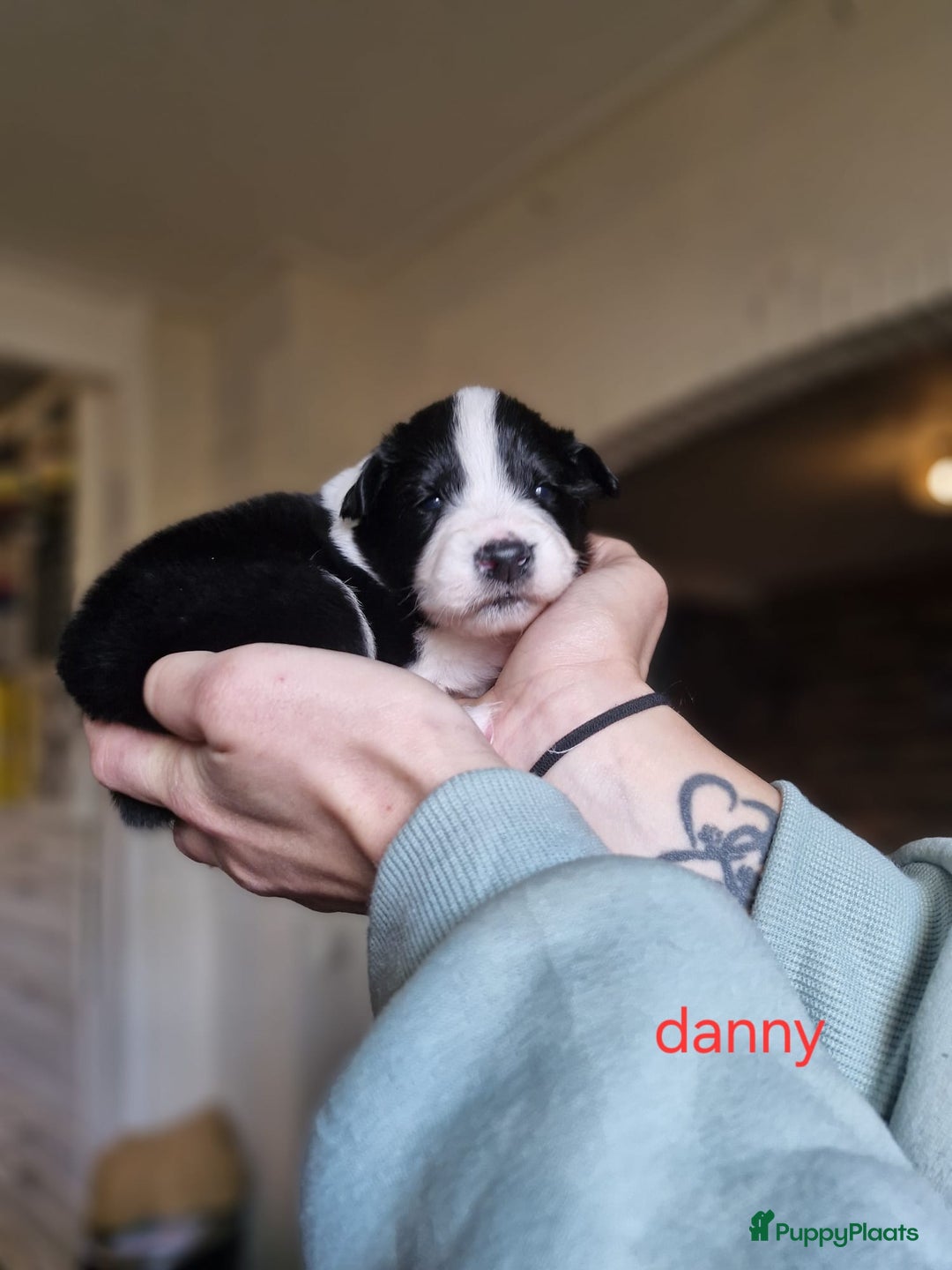 Kruising honden te koop: Zachtaardige Samollie  - Advertentie 6