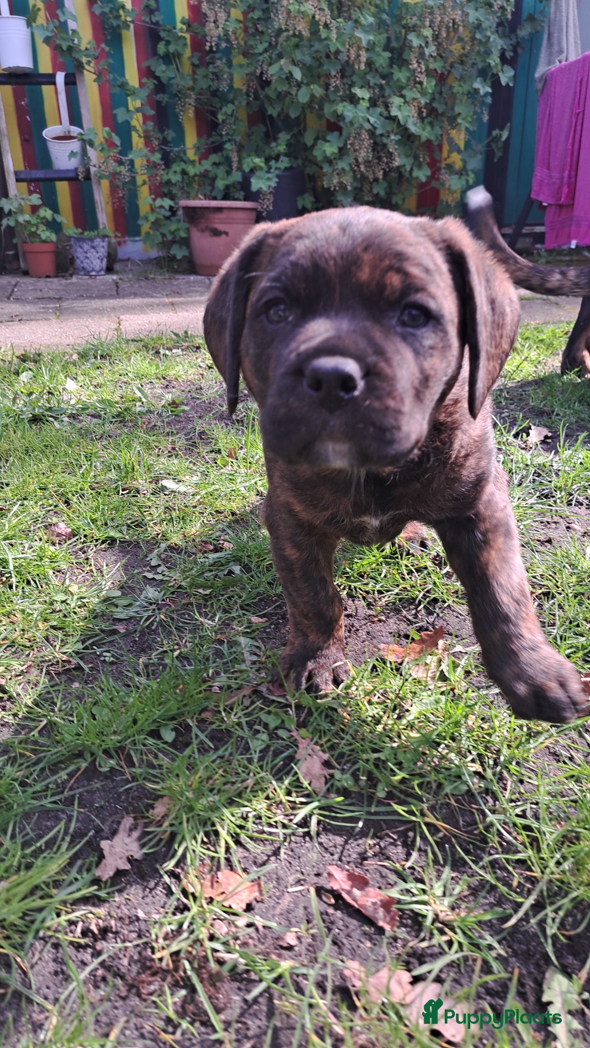 Kruising honden Rottweiler x RottweilerxBullyXL - Advertentie 3