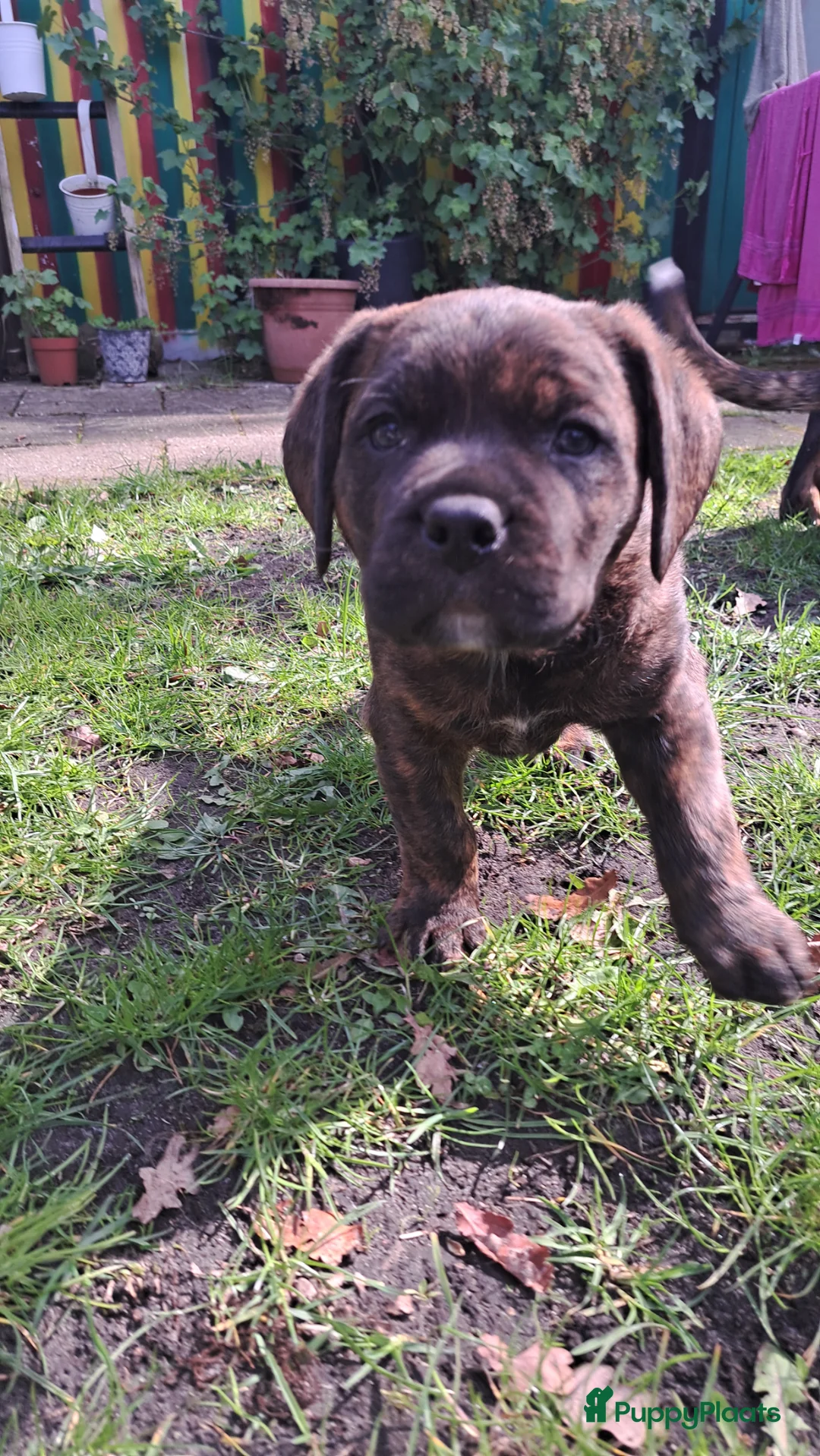 Kruising honden te koop: Rottweiler x RottweilerxBullyXL - Advertentie 1