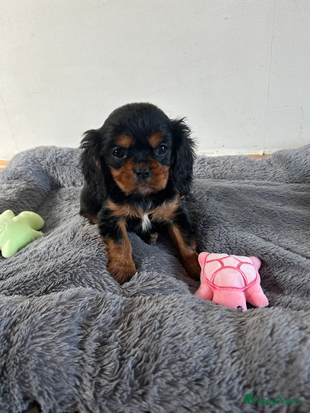 Cavalier King Charles Spaniel honden te koop: Prachtige Cavelier King Charles pups - Advertentie 8