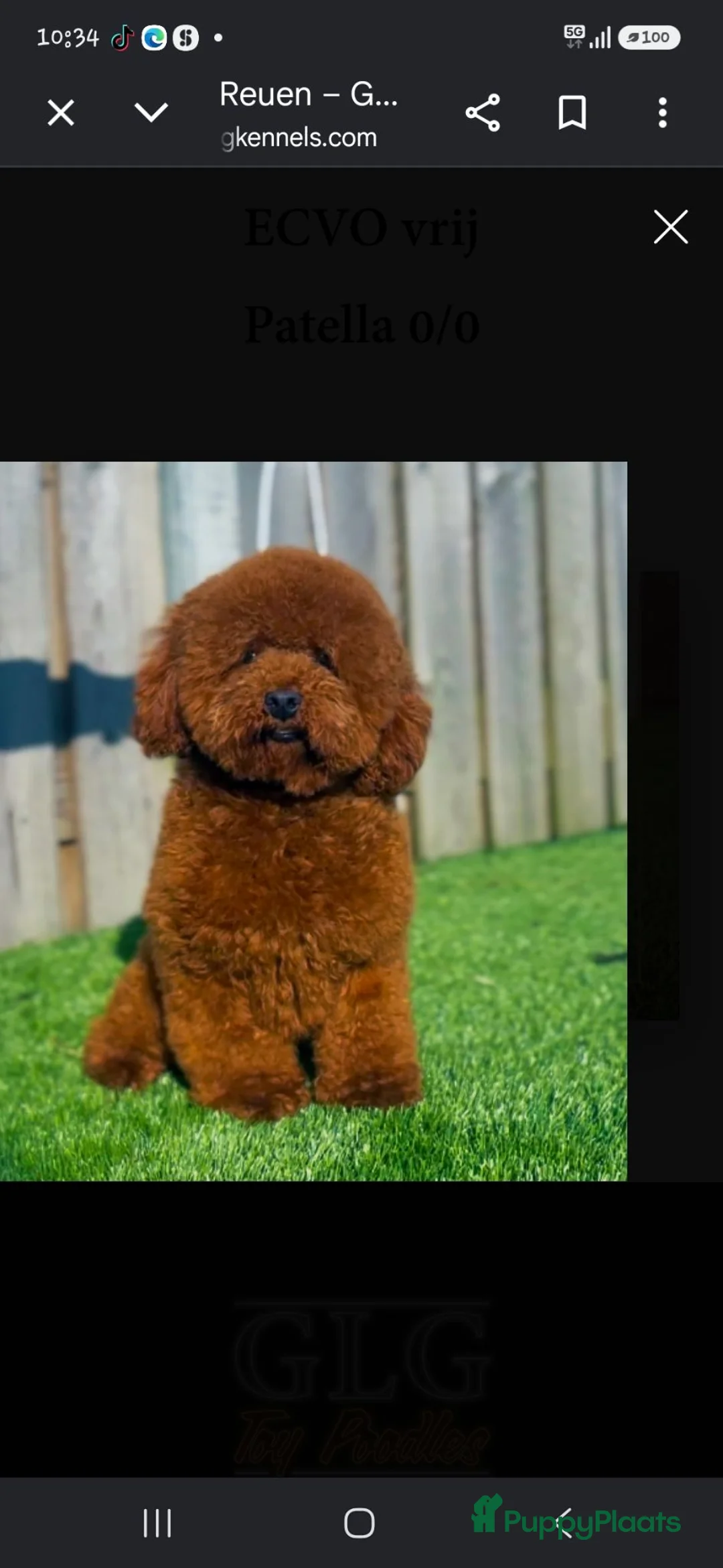 Dwergpoedel honden te koop: Nog 2 mooie dwergpoedel reutjes - Advertentie 4