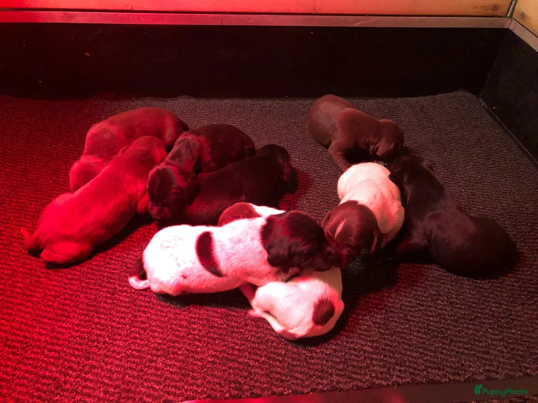 Duitse Staande Hond Korthaar honden te koop: Duitse staande korthaar pups - Advertentie 3