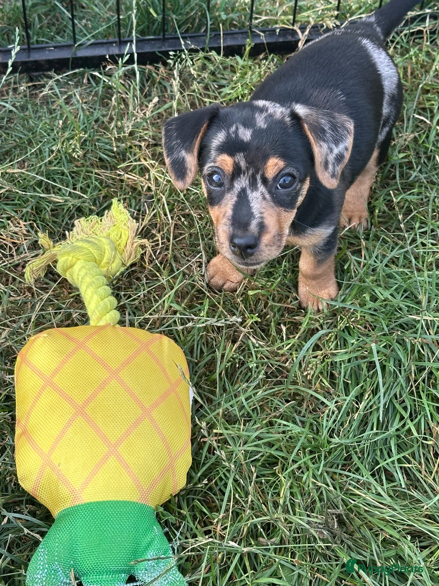 Jack Russel Terriër honden Lief en mooi merle teefje zoekt een fijn huisje - Advertentie 2