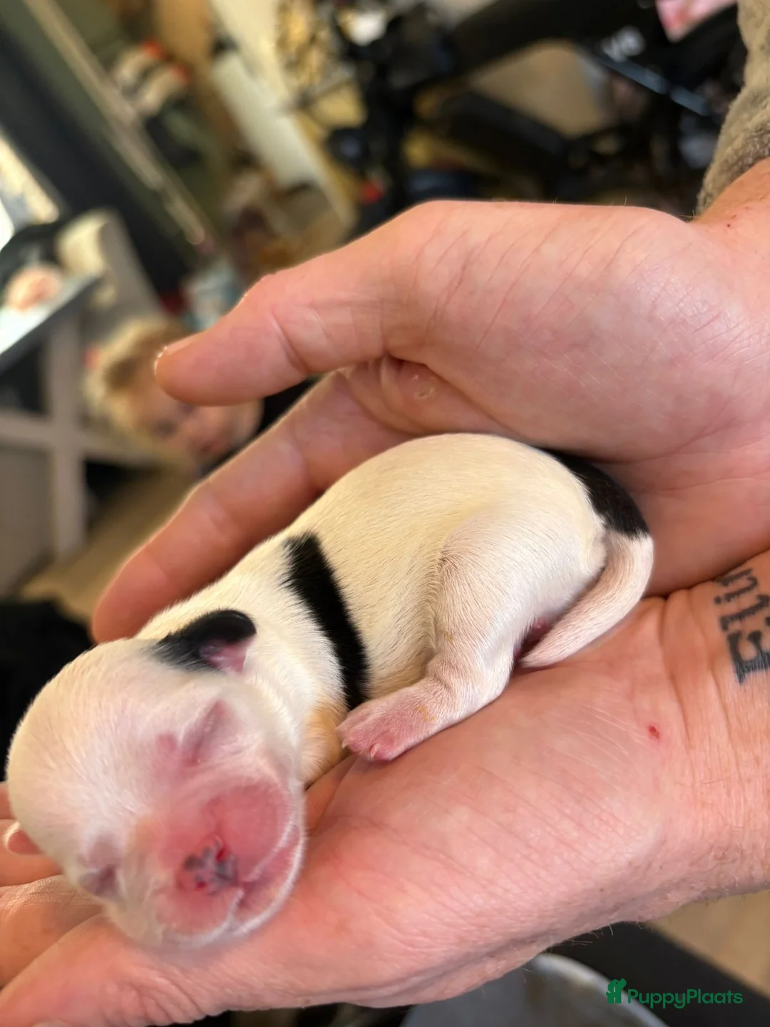 Kruising honden te koop: Mooie shitzuboomer - Advertentie 10