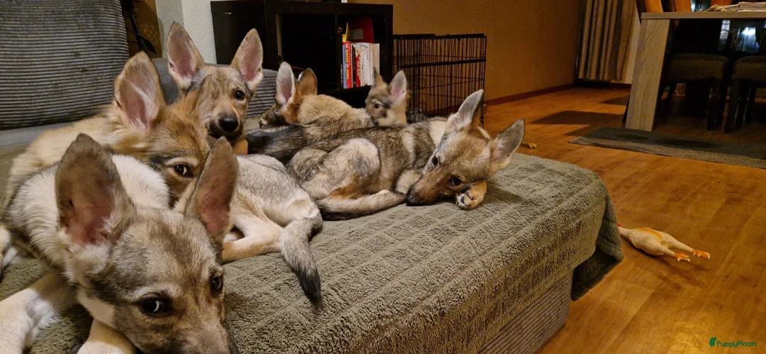 Kruising honden te koop: Tsjechoslowaakse Wolfhond x Tervuerense Herdertjes - Advertentie 2