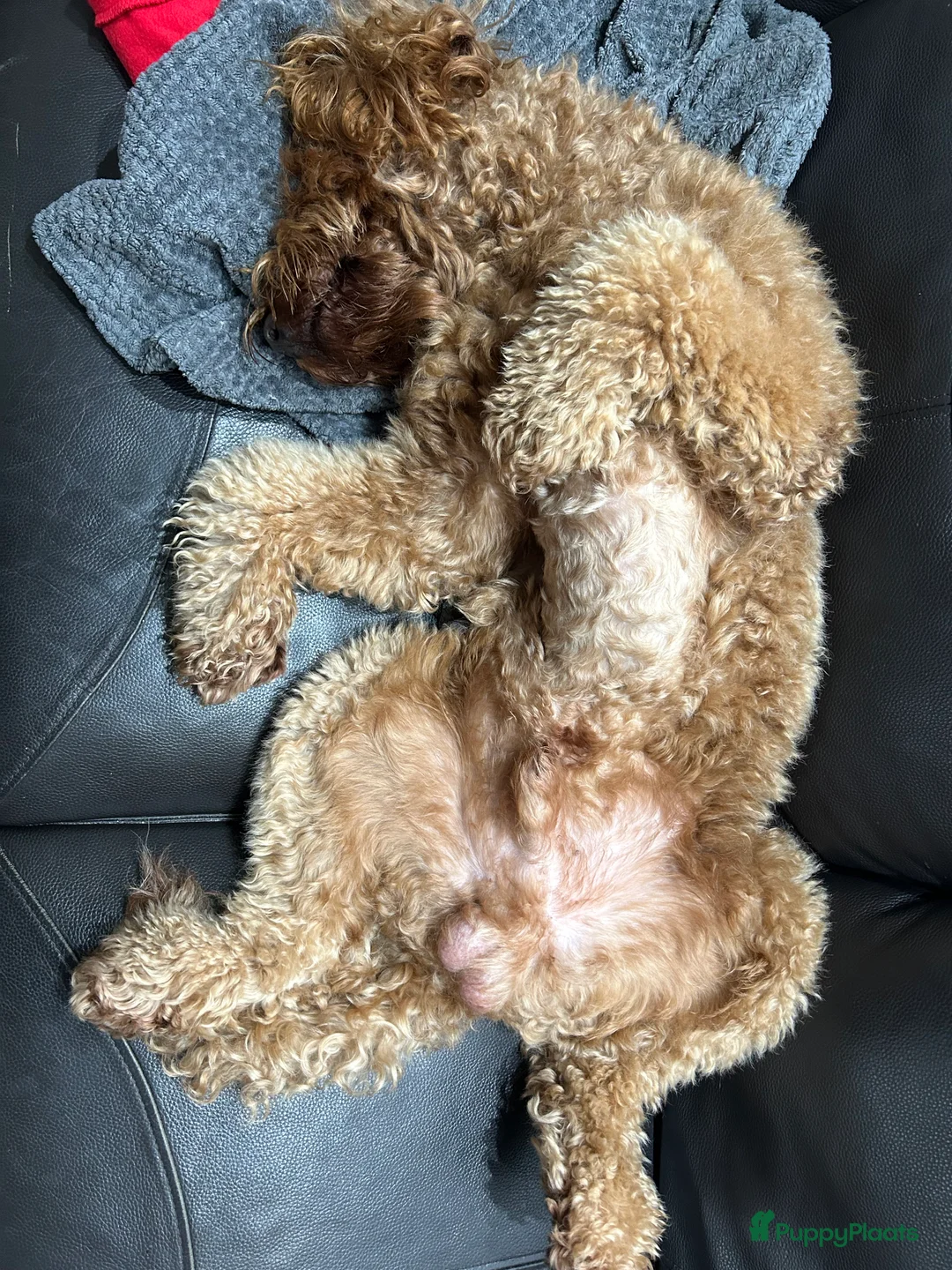 Australian Labradoodle honden ter dekking: Australian Labradoodle dekreu – volledig getest - Advertentie 17