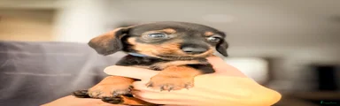 Ruwhaar Teckel 1