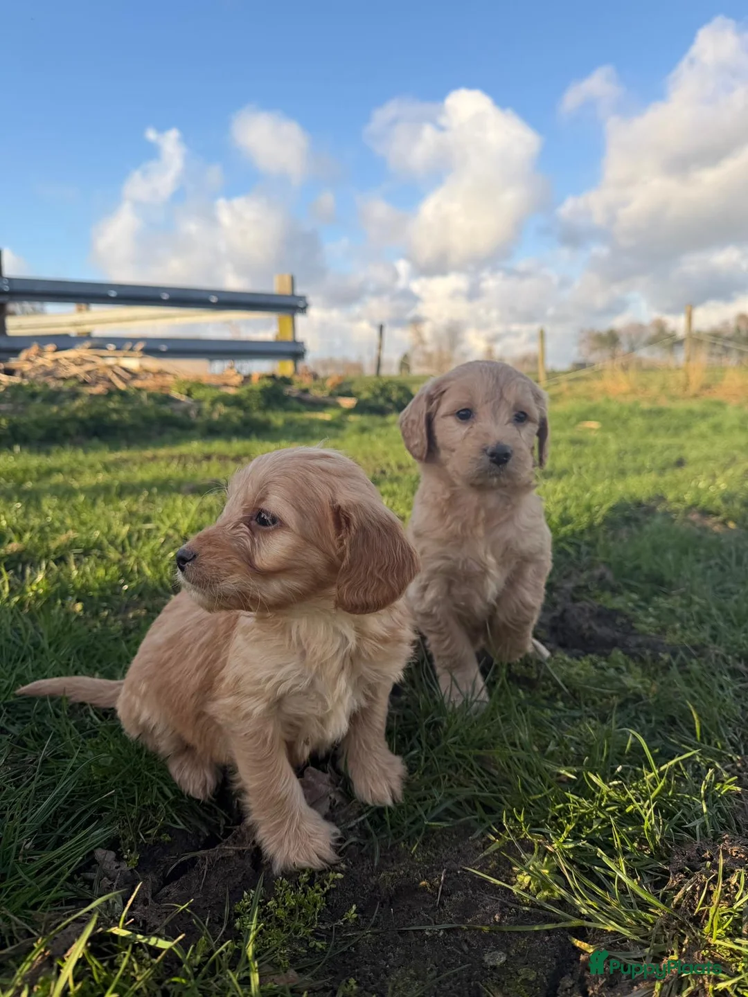 Kruising honden te koop: Mooie goldendoodle pups! - Advertentie 1