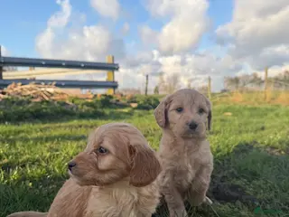 Kruising honden Mooie goldendoodle pups! - Advertentie 10