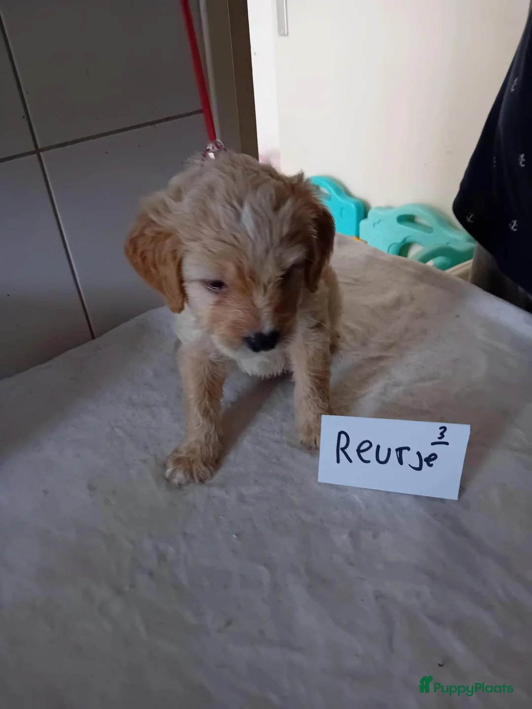 Labradoodle honden te koop: labradoodles puppy,s - Advertentie 20