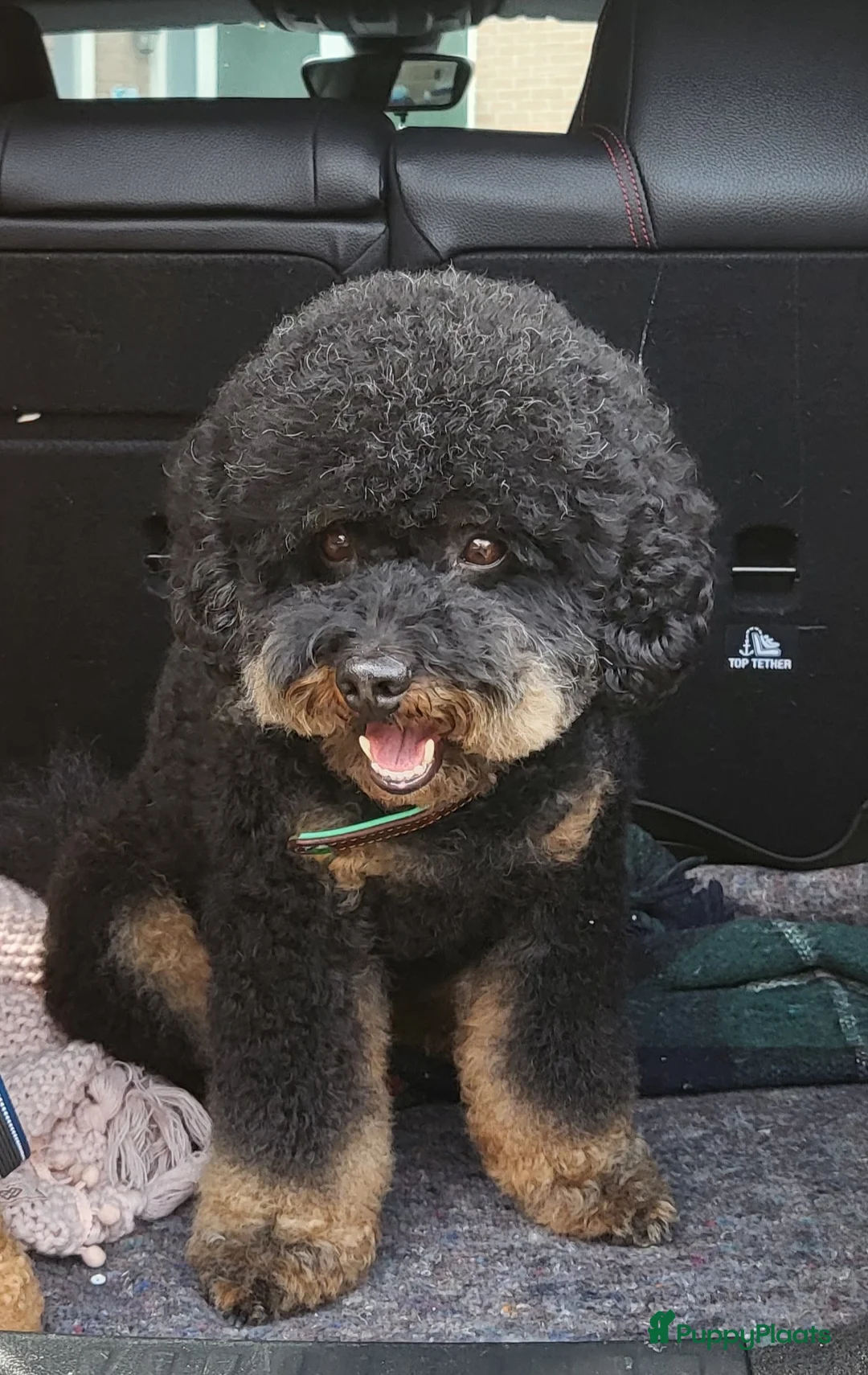 Poedel honden ter dekking: Dekreu Black and tan  dwerg poedel in Zwartemeer - Advertentie 2