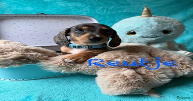 Kruising honden - Advertentie 2