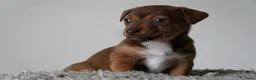 Jack Russel Terriër honden te koop: Stoere Jack Russel pups beschikbaar - Advertentie 3