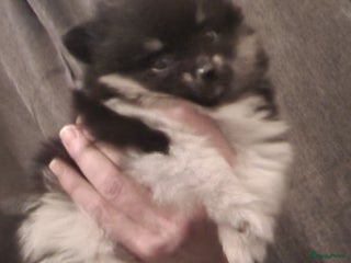 Pomeriaan honden Pomeriaan pups #panda dog # black and tan - Advertentie 1